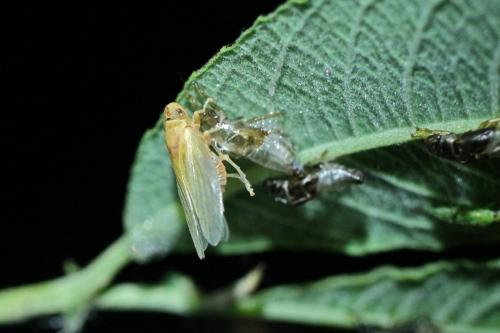 Aphrophora sp.